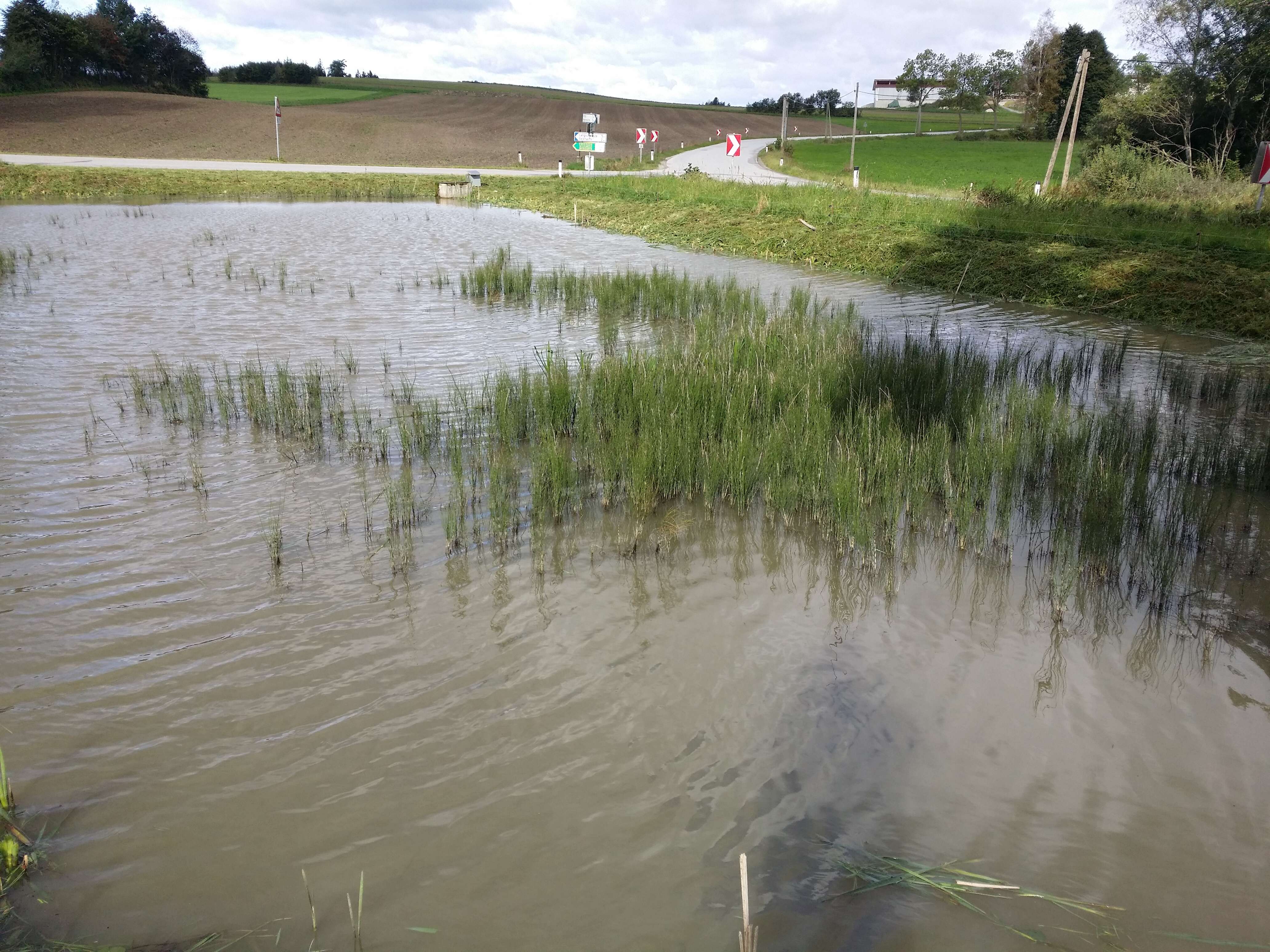 Image of Water Horsetail