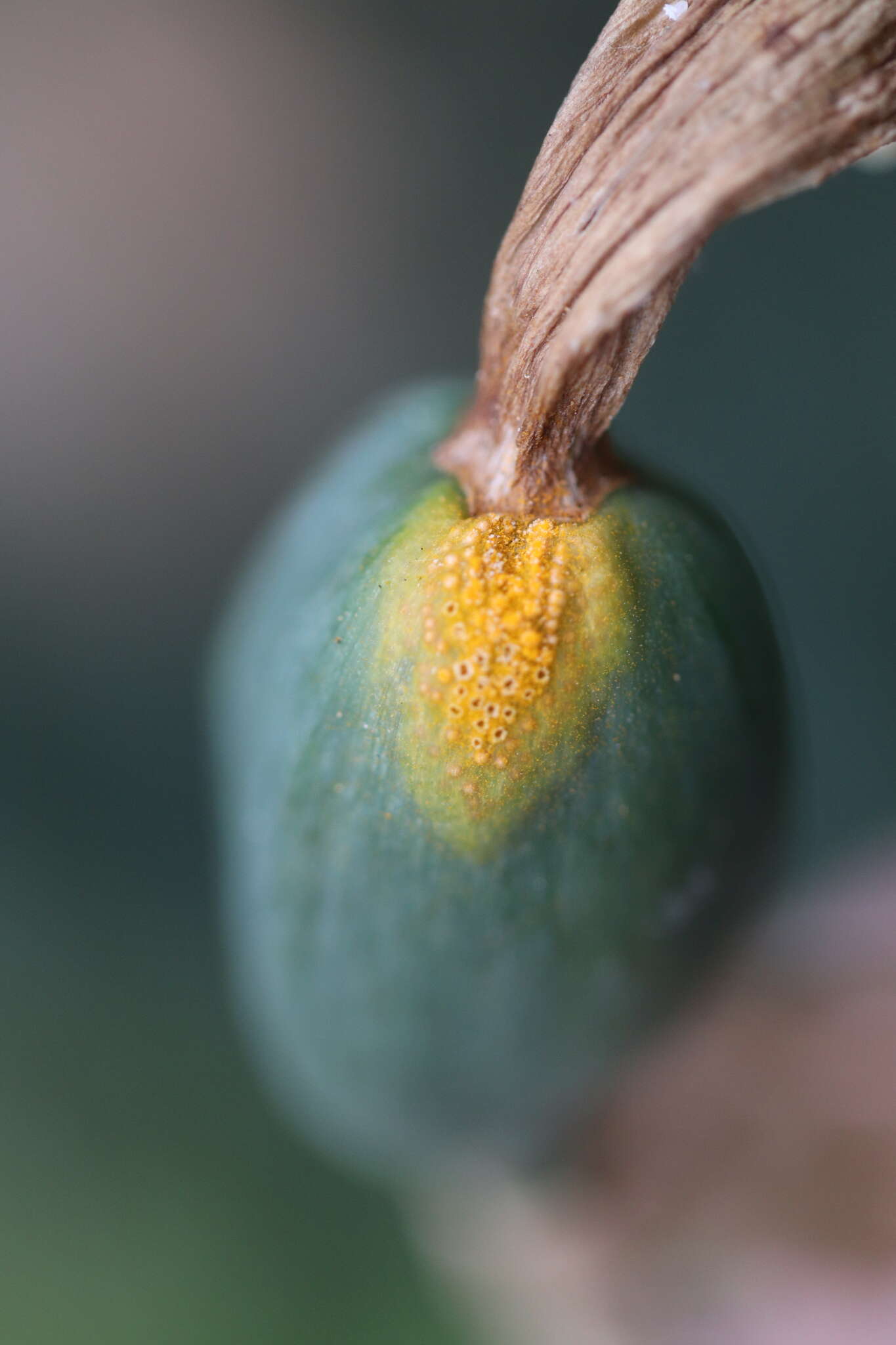 Imagem de Puccinia sessilis J. Schröt. 1870