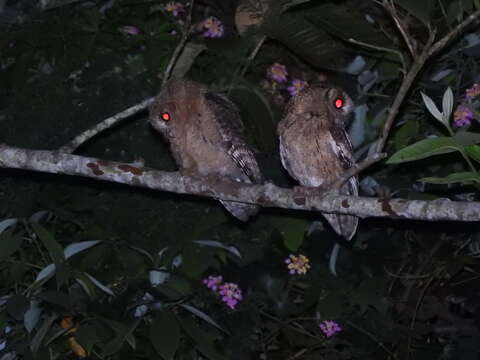 Image of Indian Scops Owl