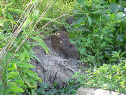 Image of Brazilian Guinea Pig