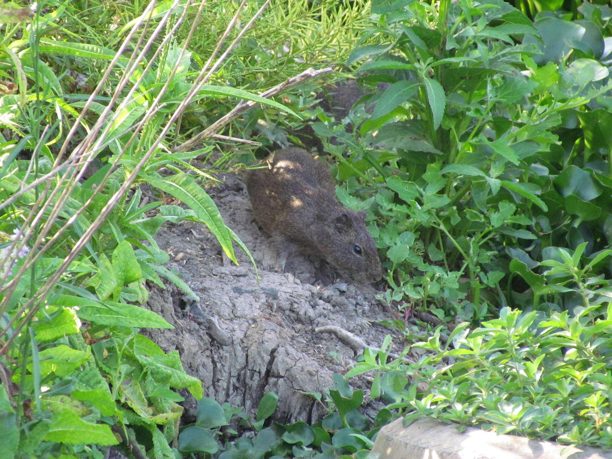 Image of Brazilian Guinea Pig