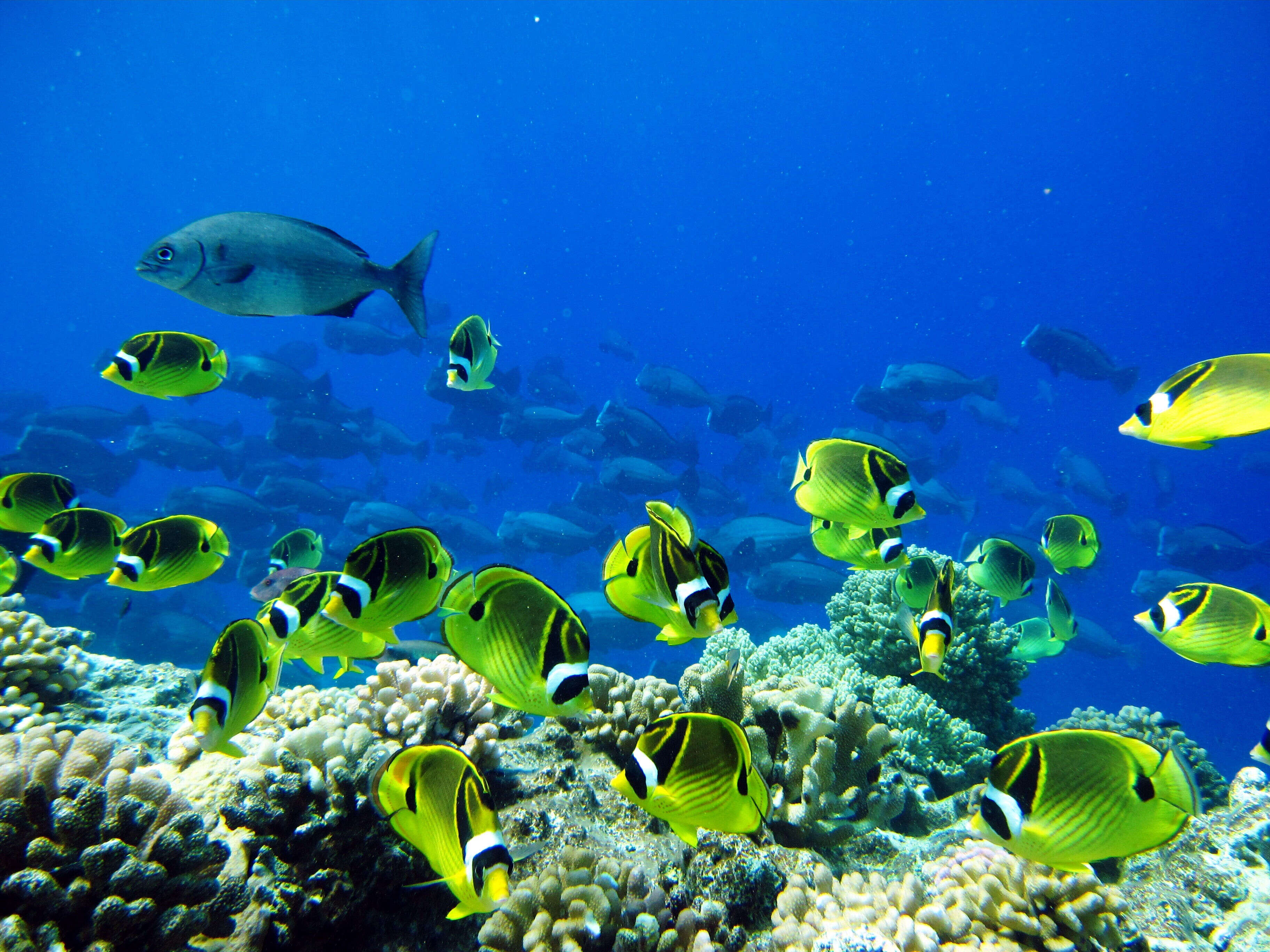 Image of Halfmoon Butterflyfish