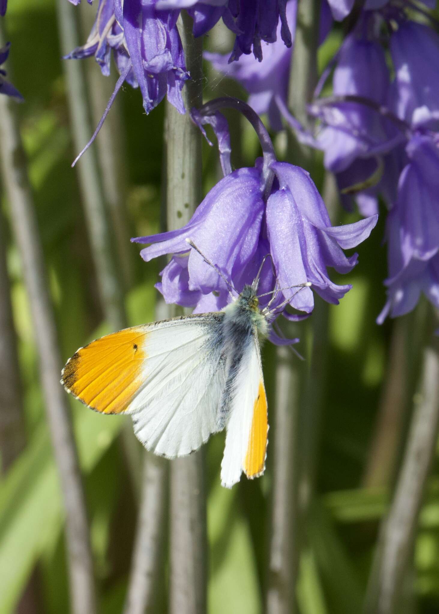 Image of orange tip