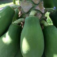 Image of Papaya ringspot virus