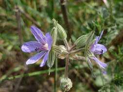 Image de Erodium ciconium (L.) L'Her.