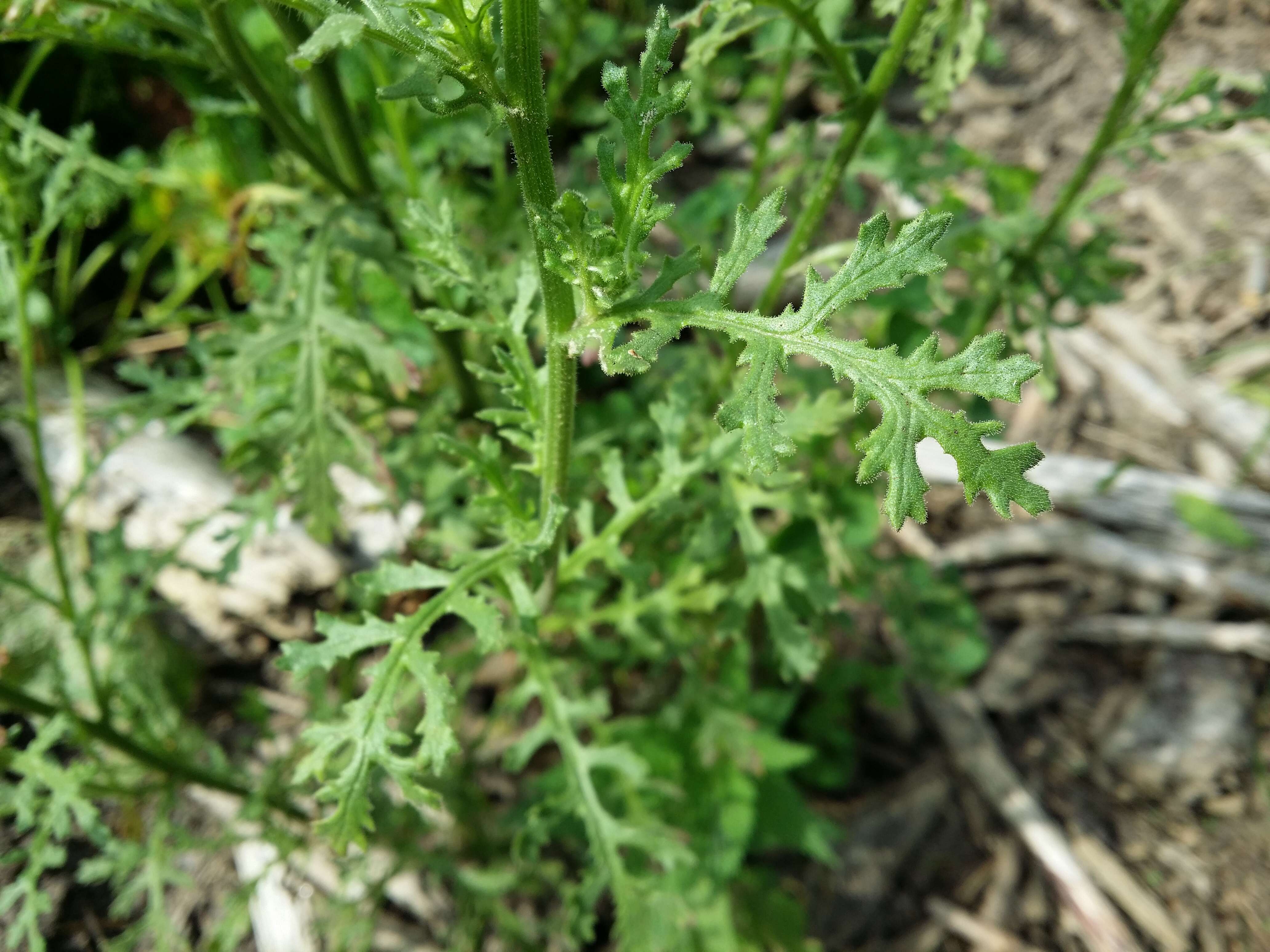 Image of sticky groundsel