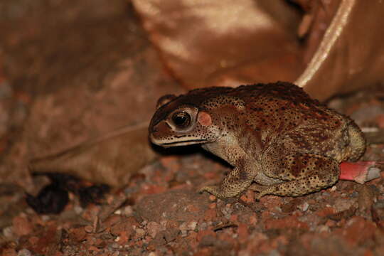 Image of Asian black-spined toad