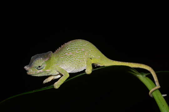 Image of Uluguru two-horned chamaeleon