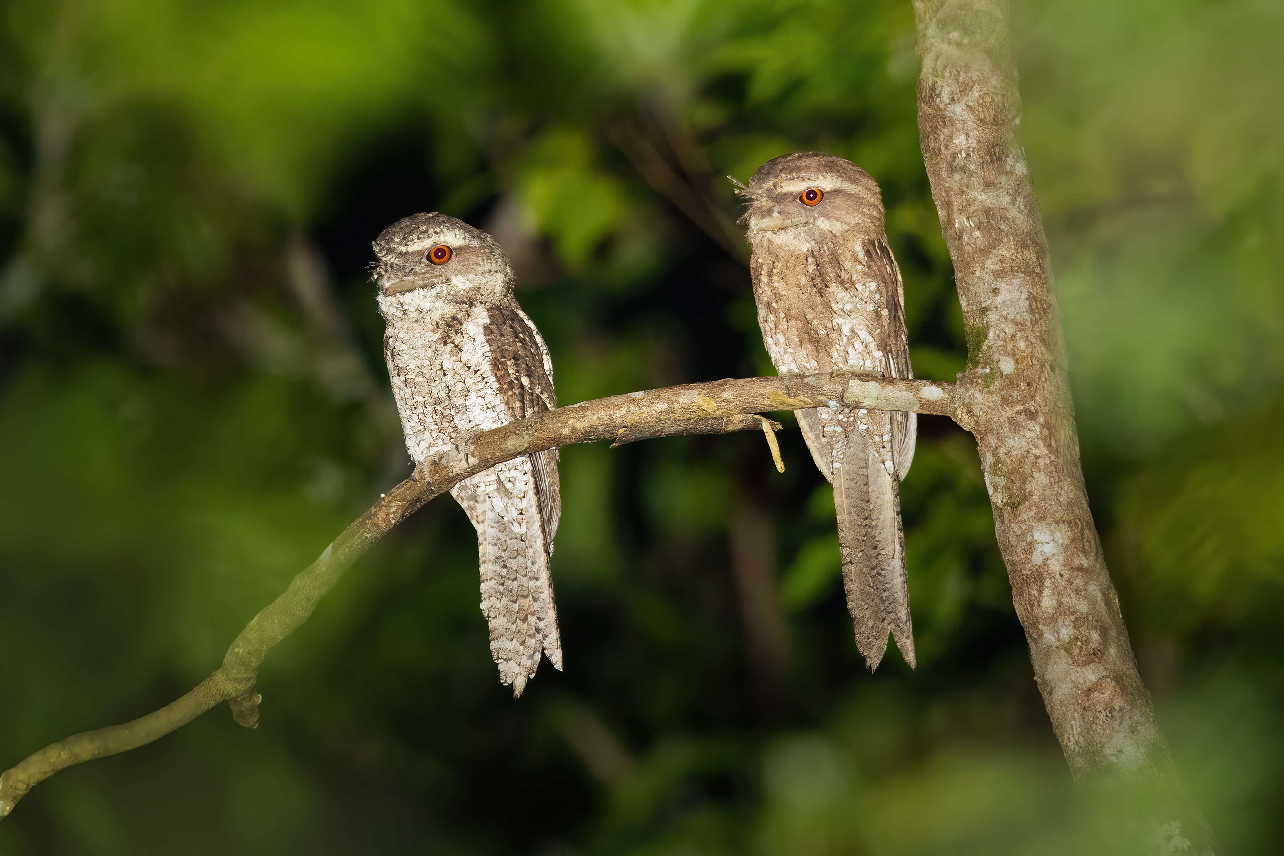 Image of Marbled Frogmouth