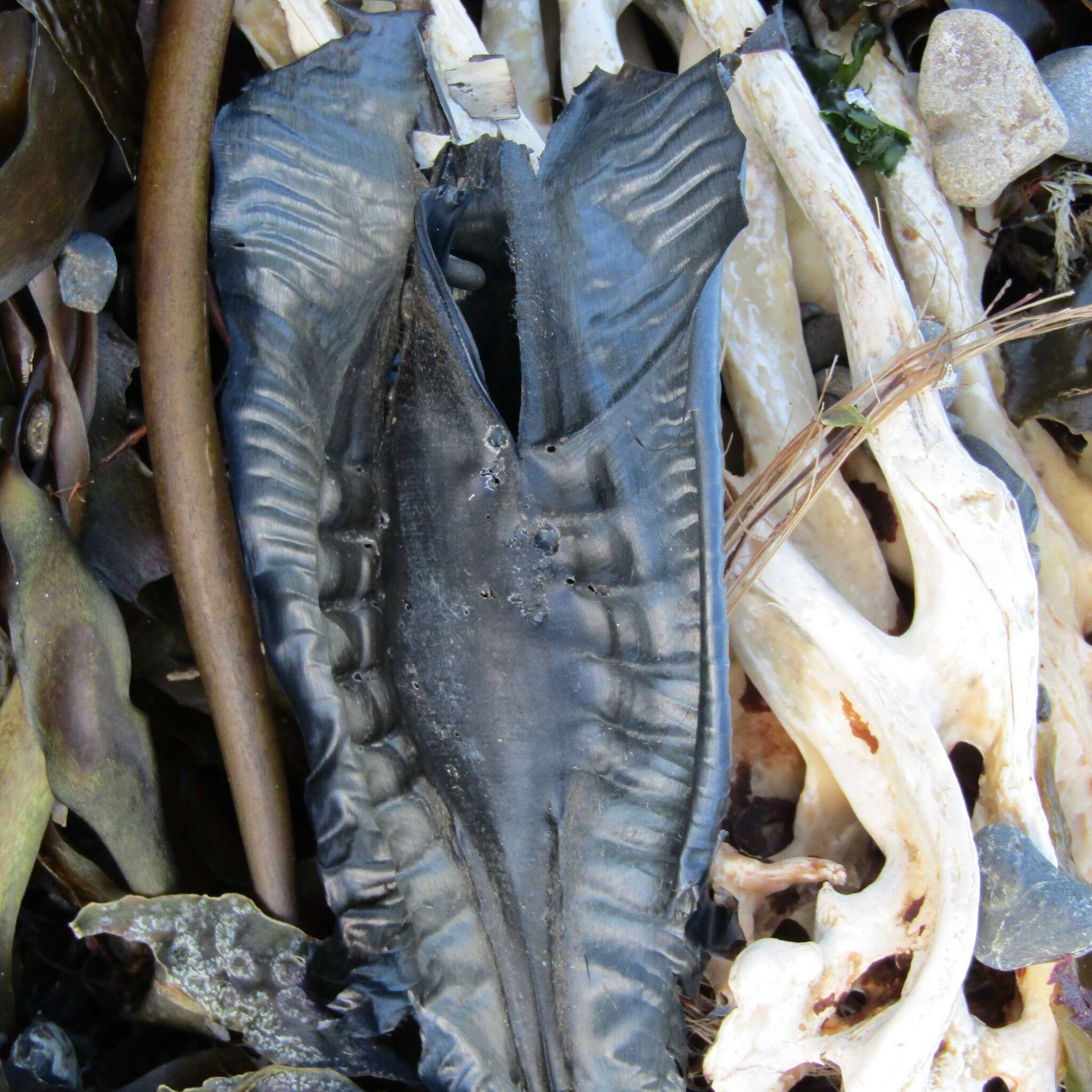 Image of Elephant Fish