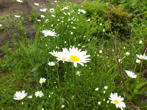 Image of Oxeye Daisy