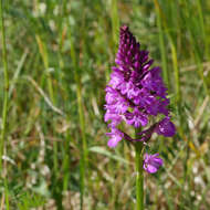 Image of Pyramidal orchid