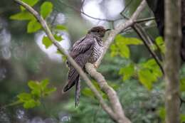 Image of Lesser Cuckoo
