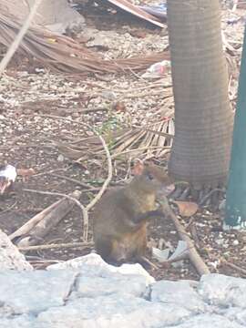 Image of Central American Agouti