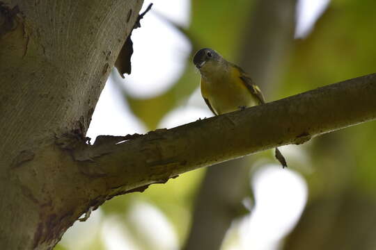 Image of American Redstart