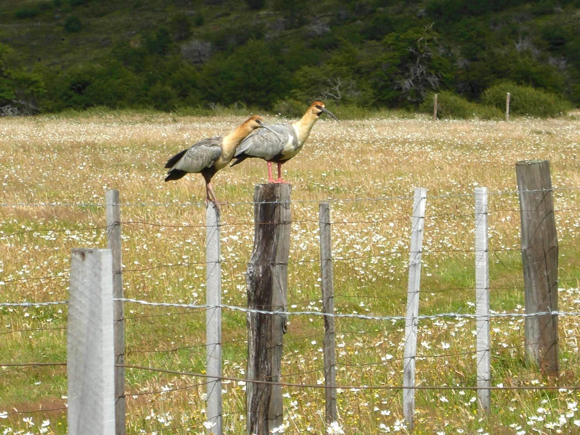 Image of Black-faced Ibis