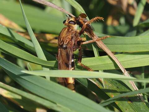 Image of Hornet robberfly