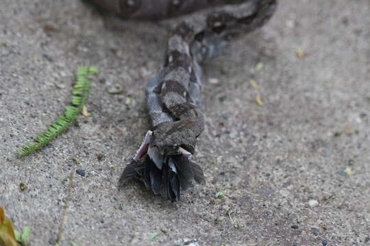 Image of Central American Boa