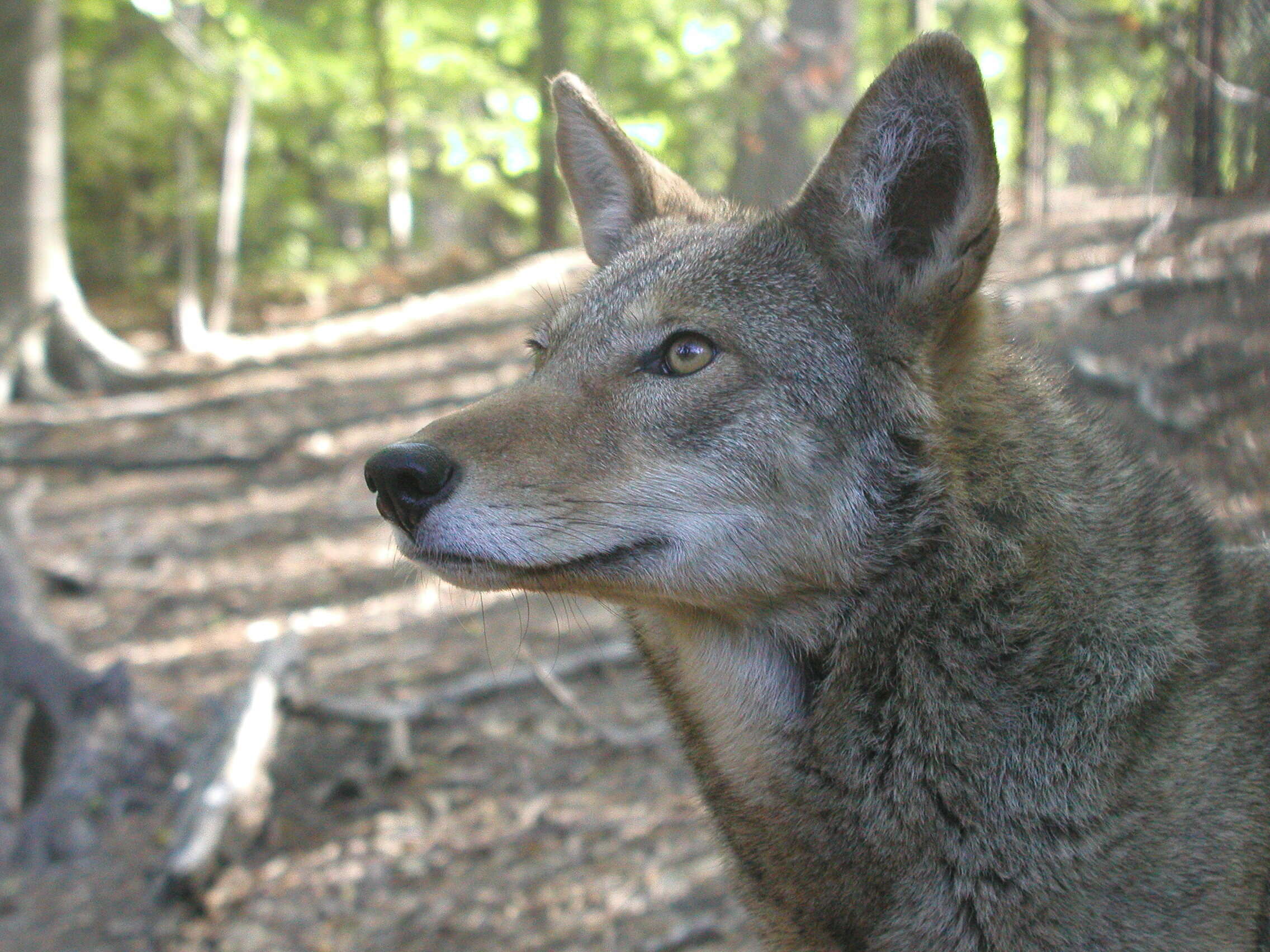 Image of Red wolf