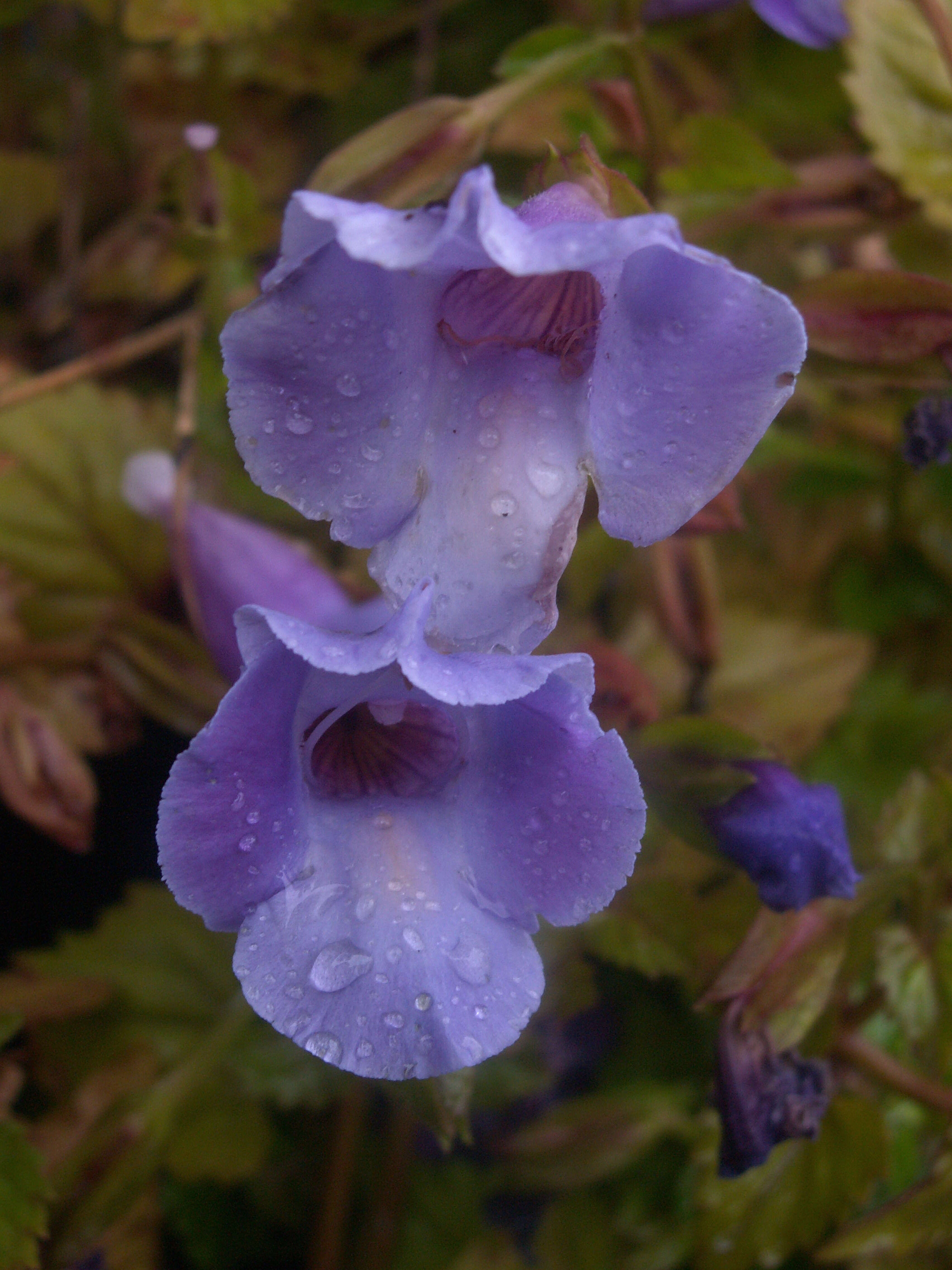 Image de Torenia fournieri Linden ex E. Fourn.