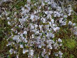 Image of felt lichen