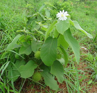 Image of Buchnerodendron