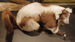 Image of Black-and-white Ruffed Lemur