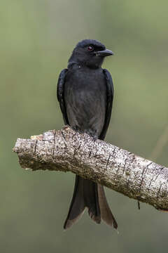 Image of Black Drongo