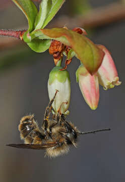 Image of Blueberry Habropoda