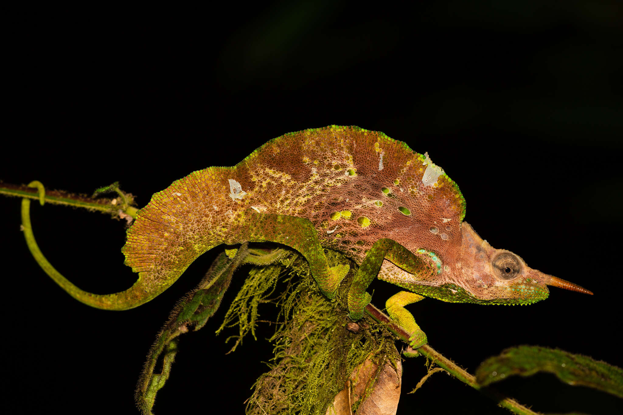 Image de Caméléon à voile du Cameroun