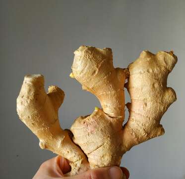 Image of Cooking Ginger