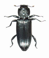 Image of dry bark beetles