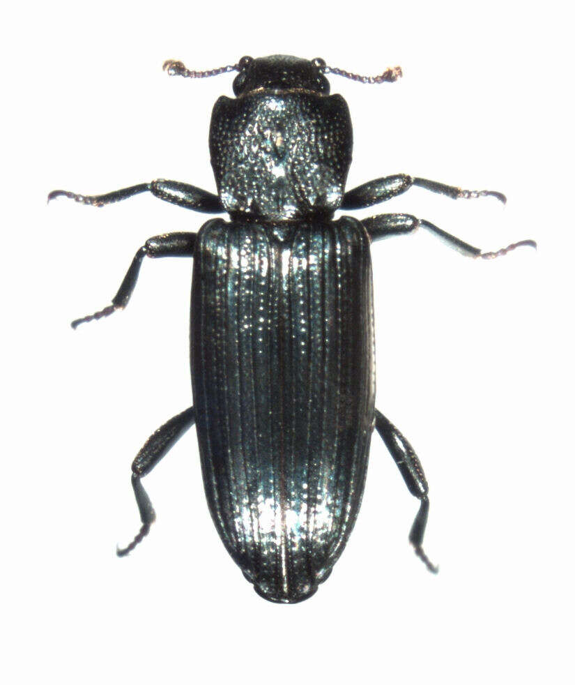 Image of dry bark beetles