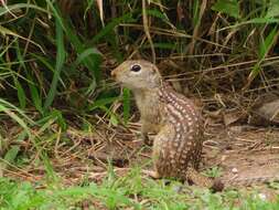 Image of Rio Grande Ground Squirrel