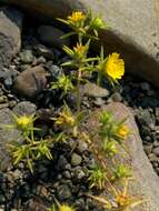 Image of tarweed