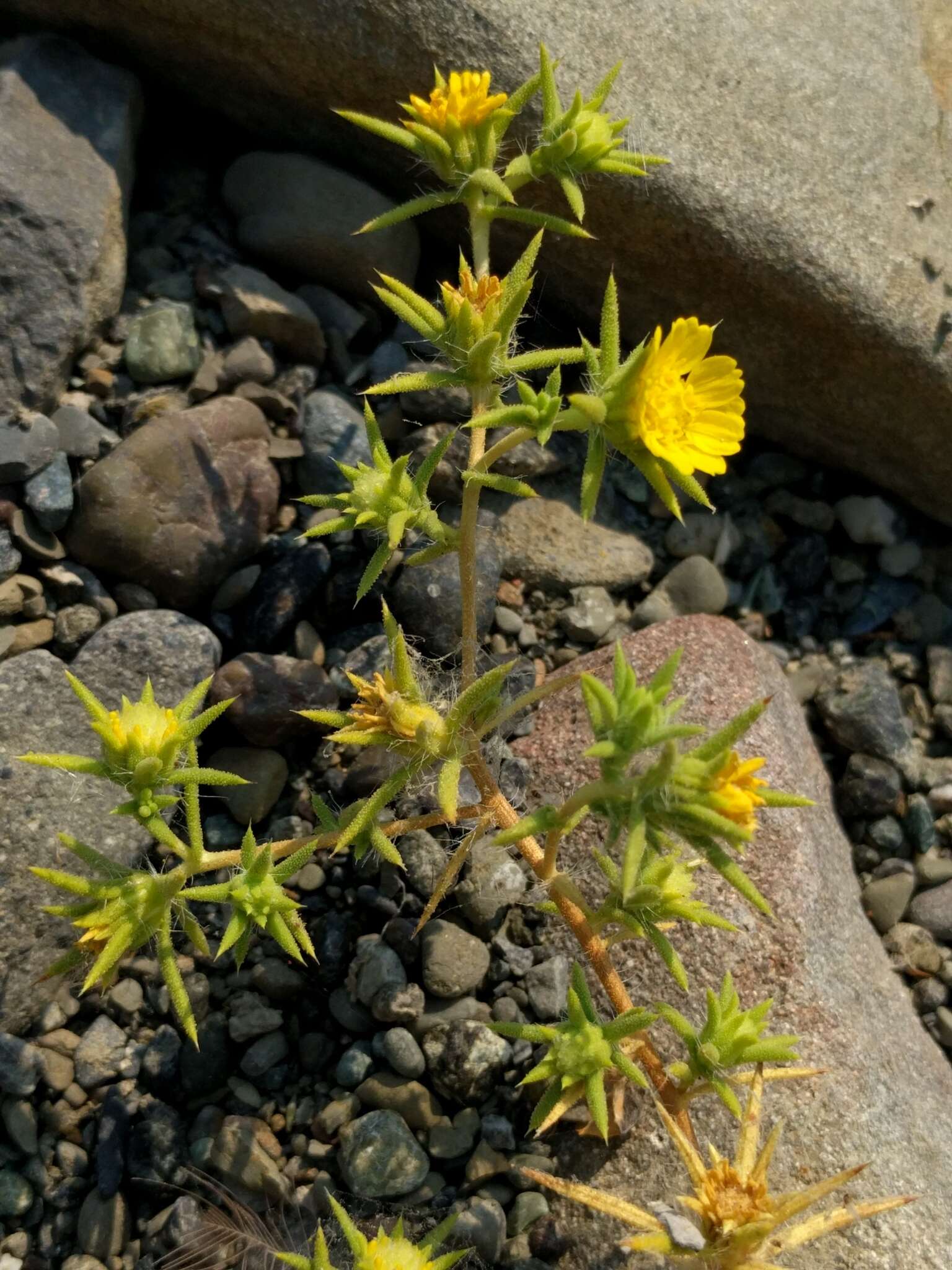 Image of tarweed