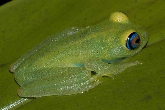 Image of Green Bright-eyed Frog