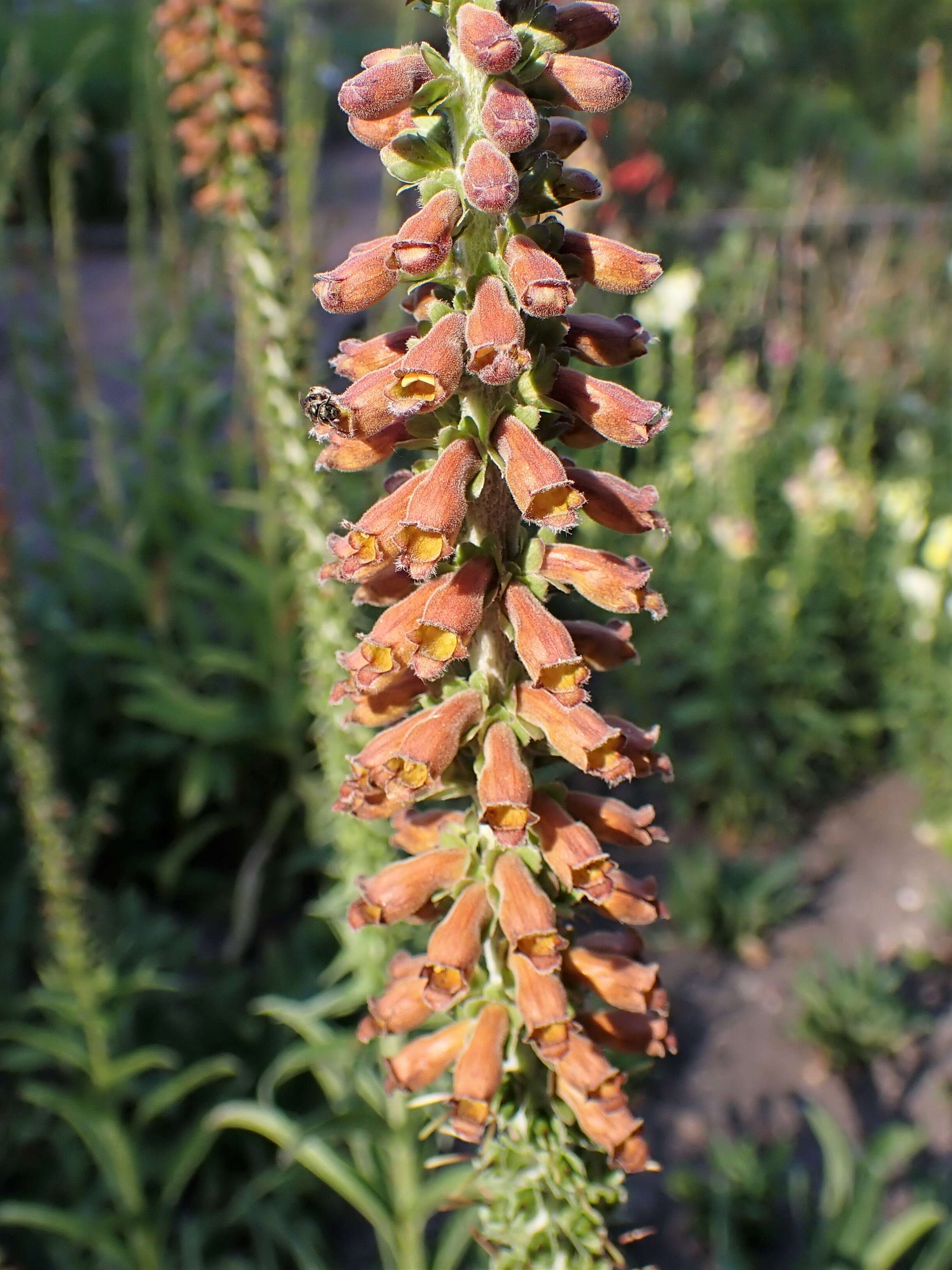 Слика од Digitalis ferruginea L.