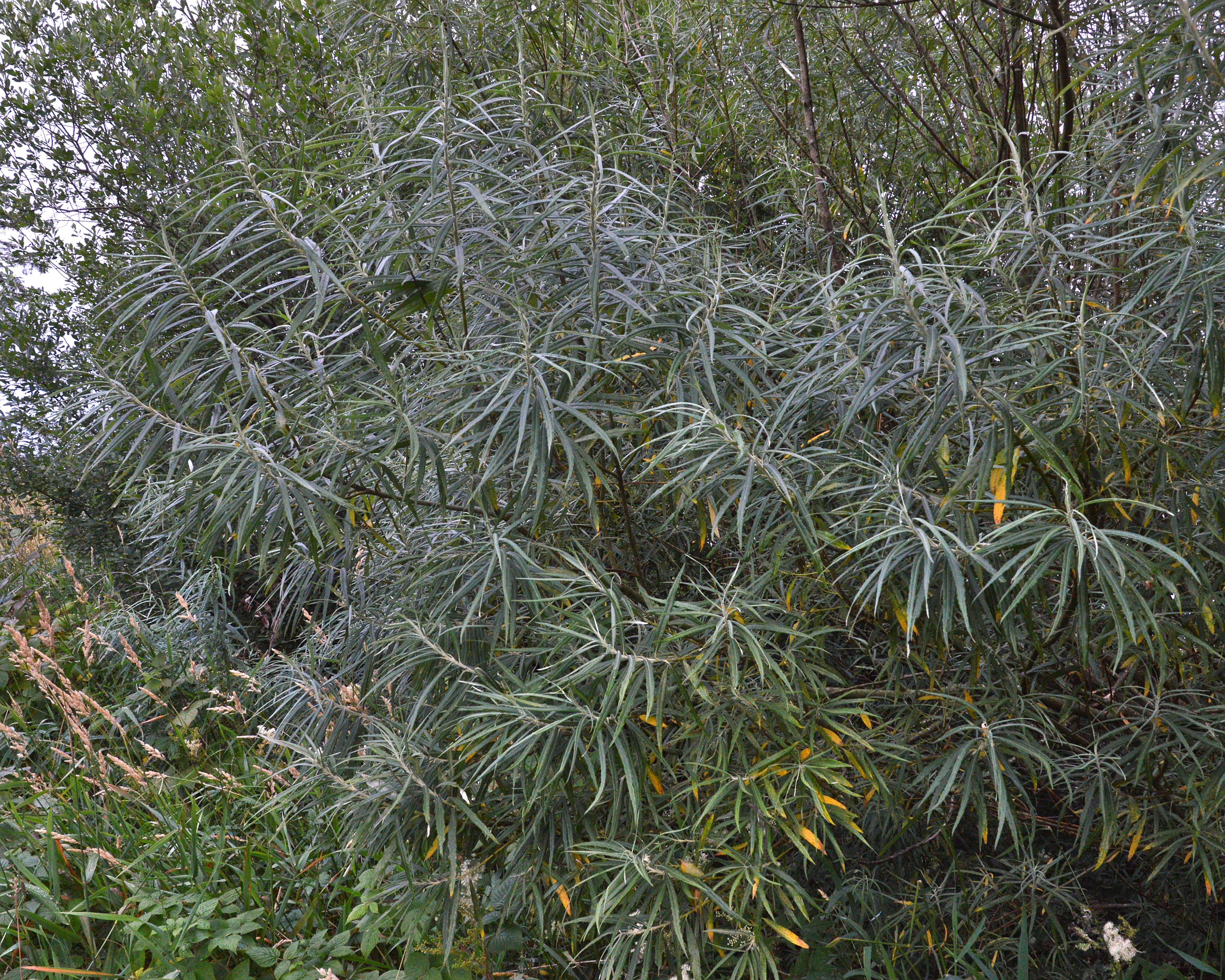 Image of Salix eleagnos