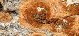 Image of orange lichen