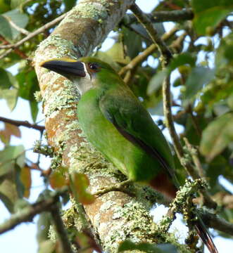 Image of Greyish-throated Toucanet