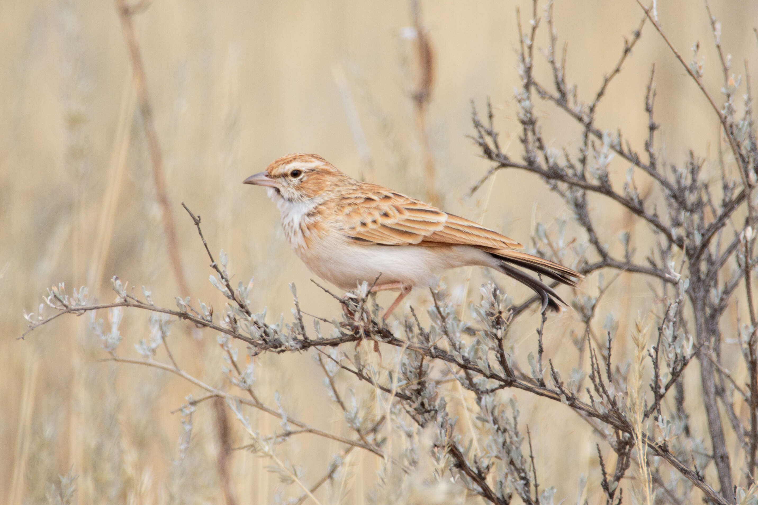 Image of Fawn-colored Lark