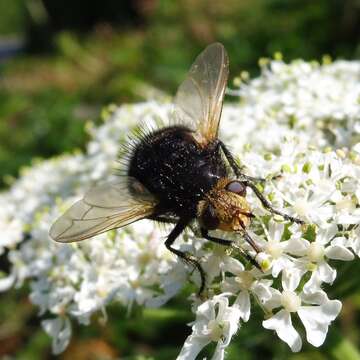 Image of giant tachinid fly