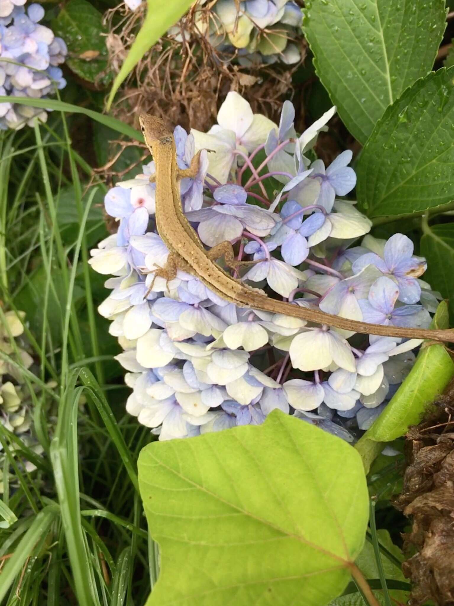 Image of Japanese Grass Lizard