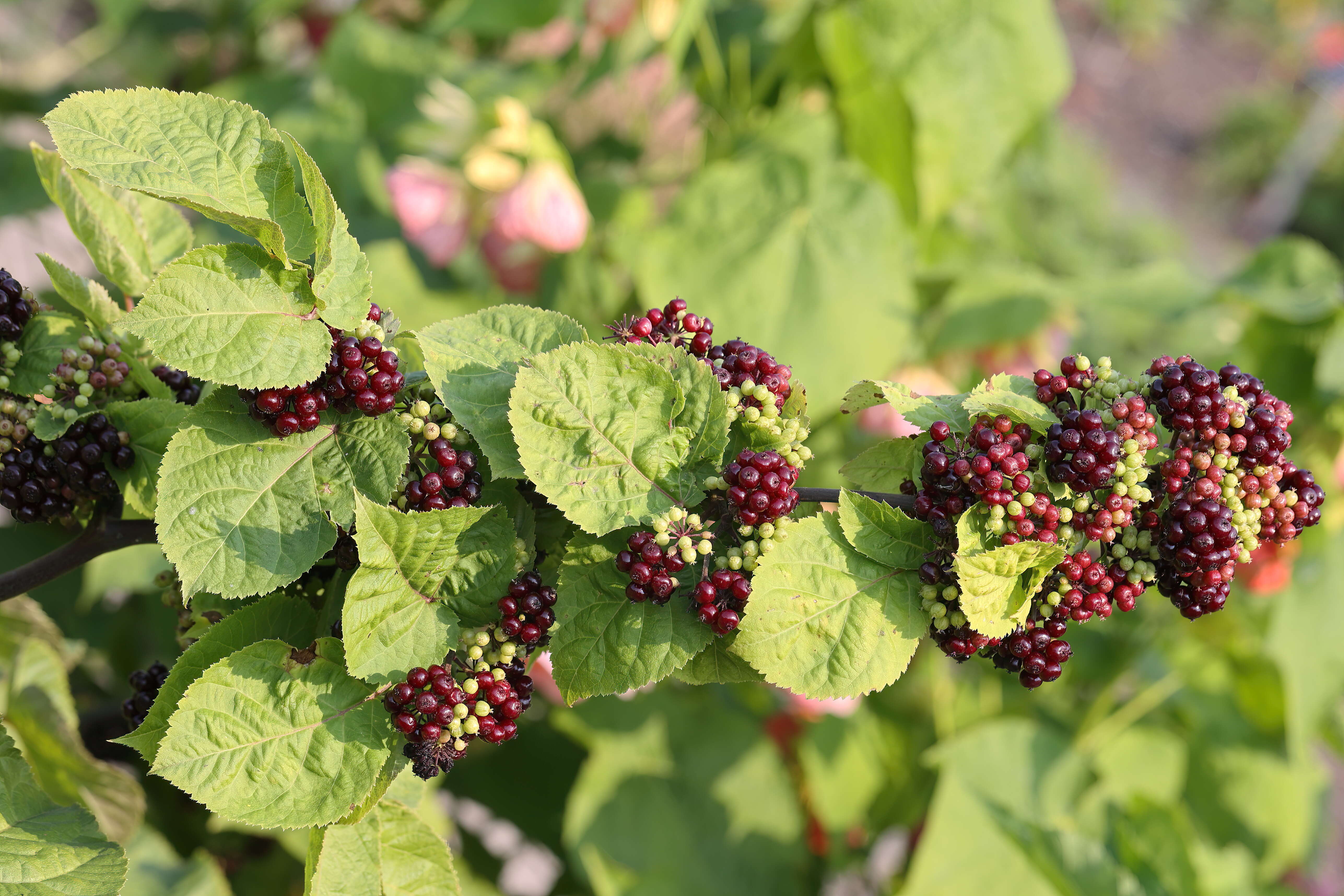 Image of American spikenard