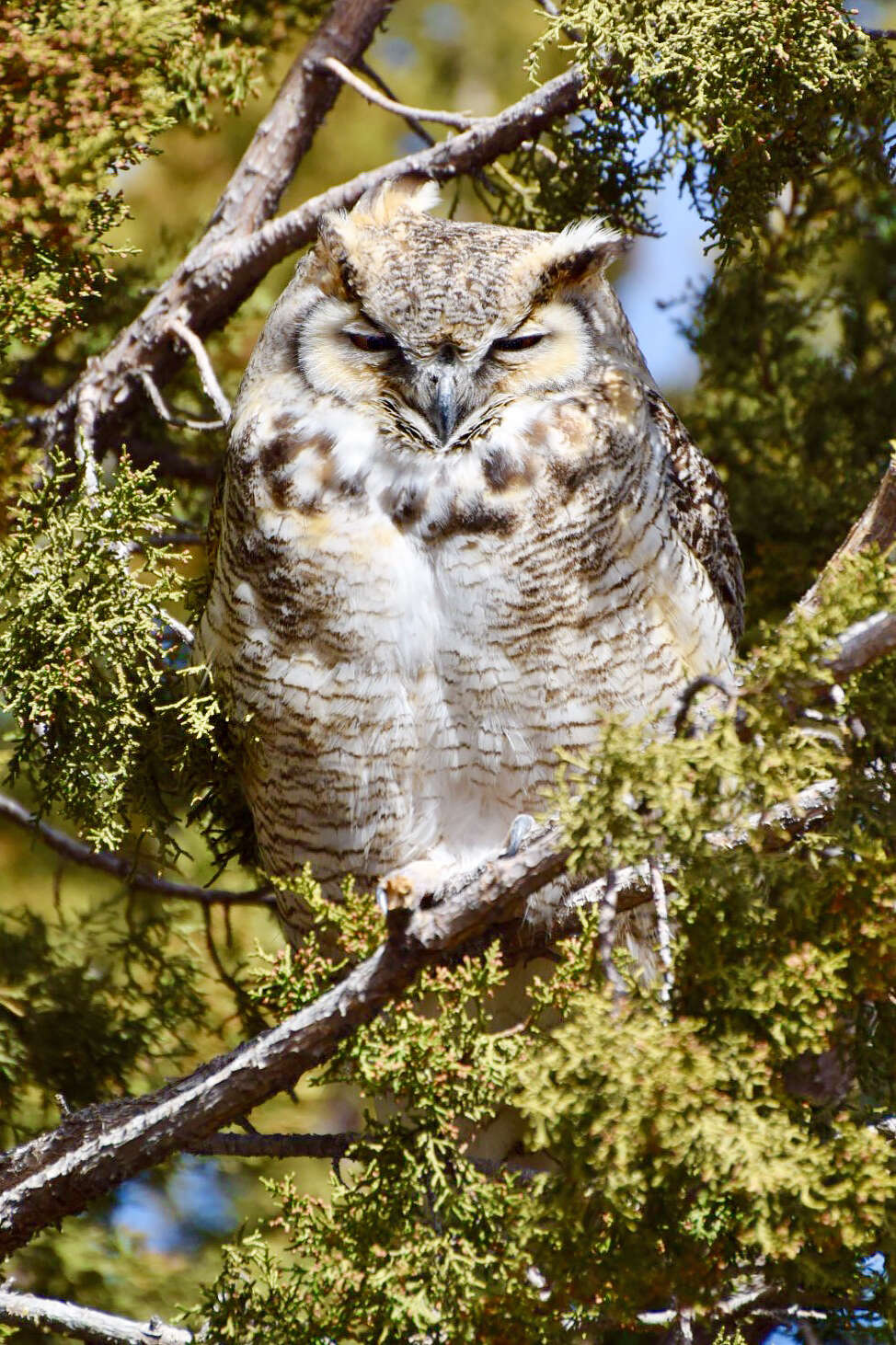 Image of Great Horned Owl