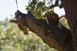 Image of Sciurus subgen. Tenes Thomas 1909