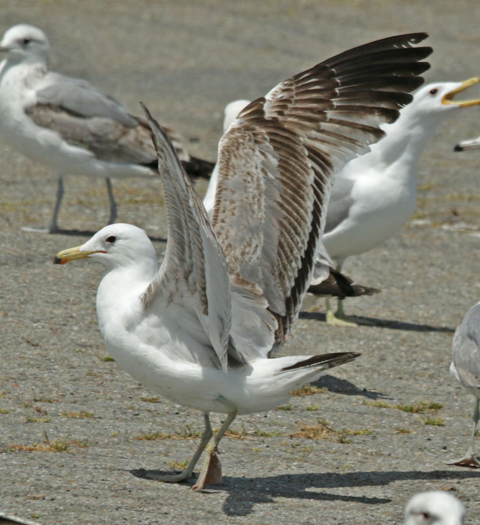 Image of California Gull