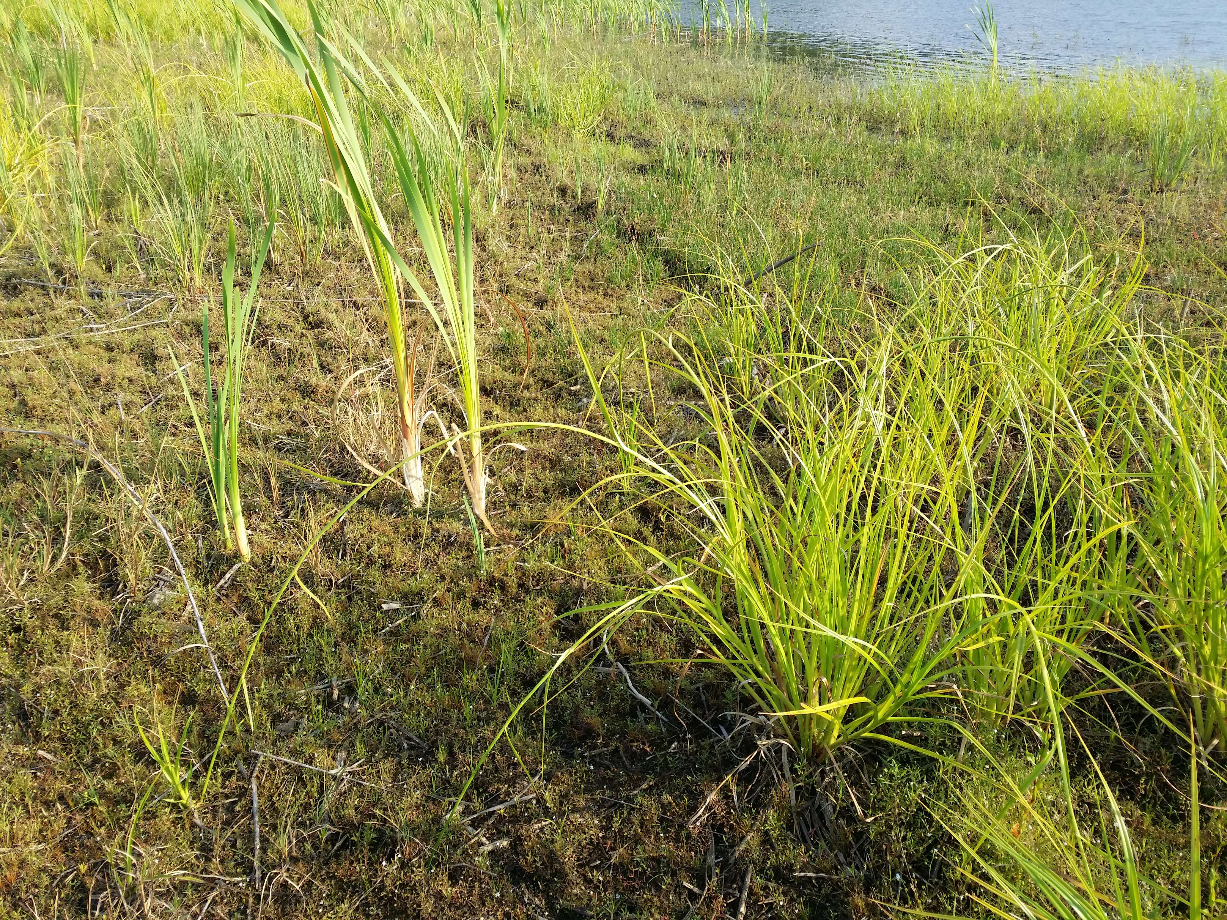 Image of Scirpus radicans Schkuhr