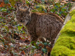 Image of Mexican bobcat